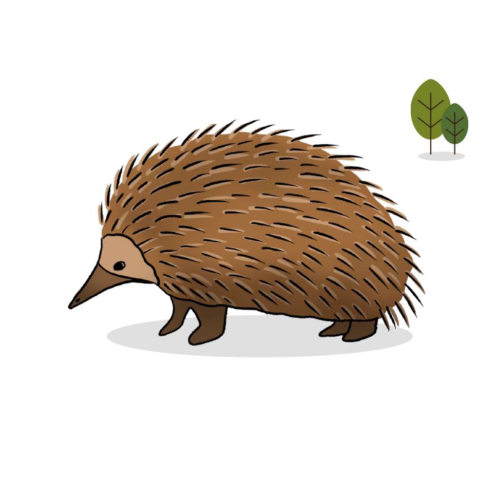 Illustrated image of echidna