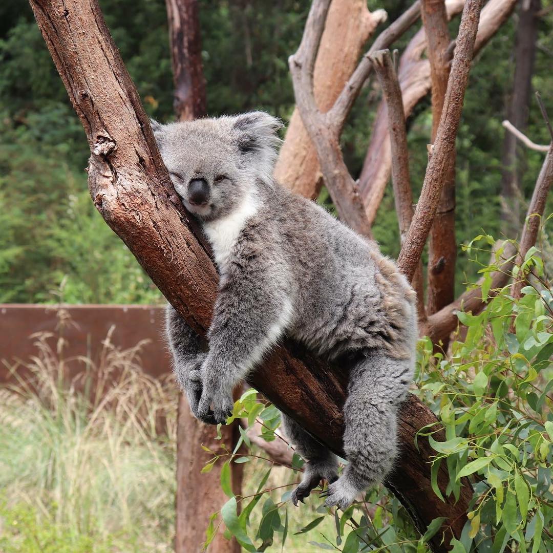 A Koala napping on a branch